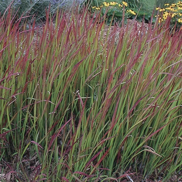 Rood gras plant: herkenning en oorzaak van rood blad