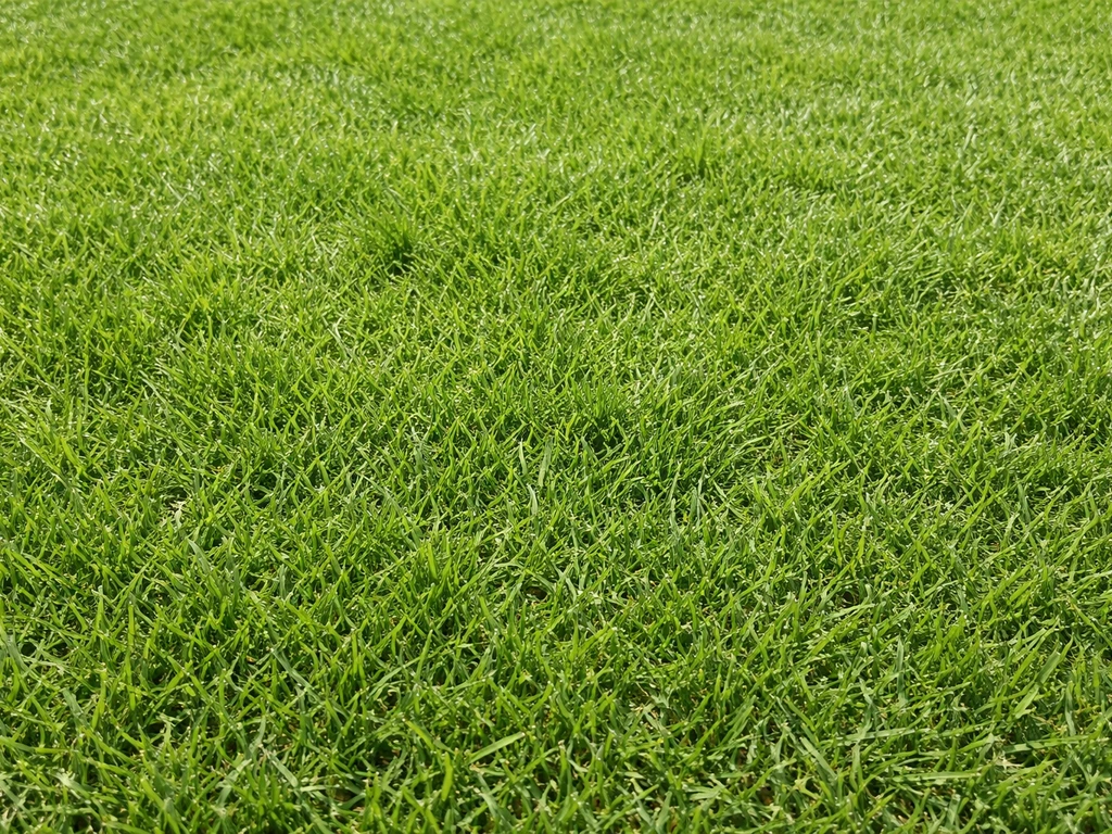 Close-up van een dichte, aaneengesloten grasmat met fijne tot middelgrote grashalmpjes.