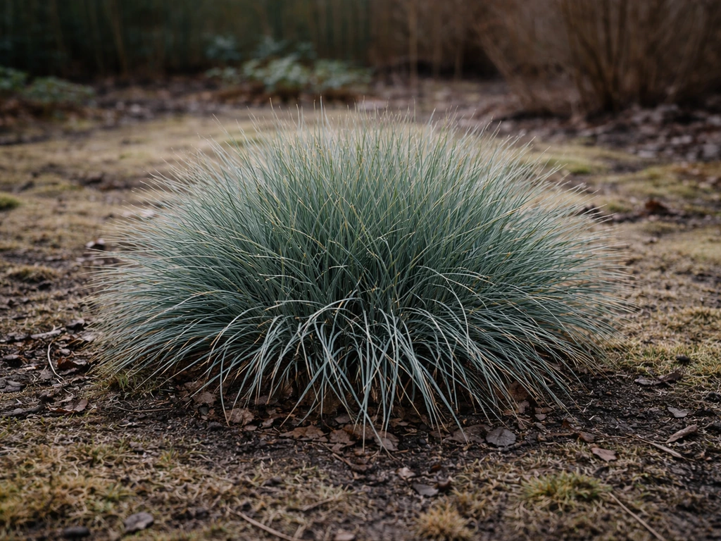 Blauwgrijze pol siergras wintergrün in een Nederlandse tuin, met nog wat blad in winterlicht