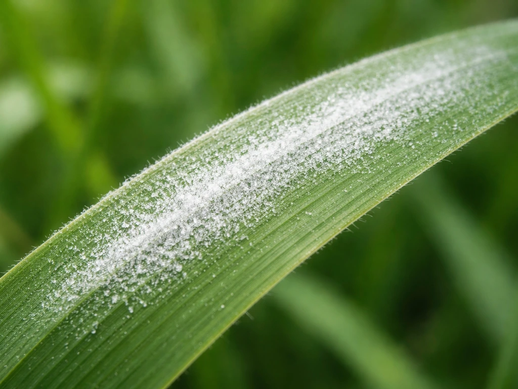 Close-up van wit poederachtig laagje op grasblad, eenvoudig weg te vegen; indicatie echte meeldauw